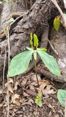 Trillium oostingii