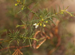 Acacia genistifolia