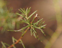 Acacia genistifolia