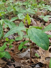 Trillium oostingii