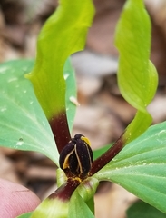Trillium oostingii
