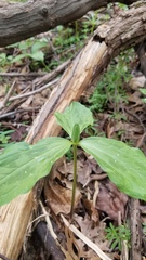 Trillium oostingii