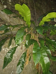 Anthurium gracile