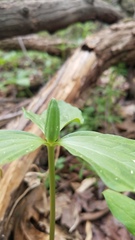 Trillium oostingii