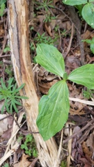 Trillium oostingii