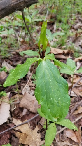Wateree trillium (Trillium oostingii)