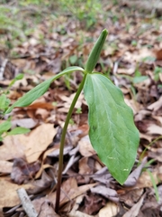 Trillium oostingii