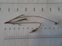 Microseris bigelovii