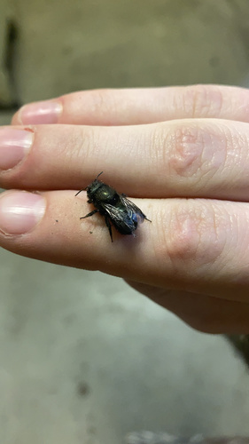 Blue Orchard Bee photo 3