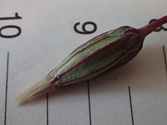 Microseris bigelovii