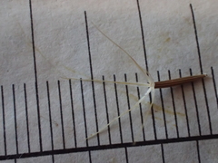 Microseris bigelovii