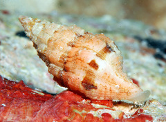 Latirus maculatus