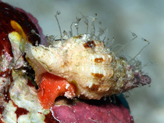 Latirus maculatus