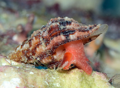 Latirus maculatus
