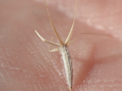 Microseris bigelovii