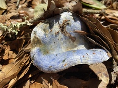 Lactarius indigo