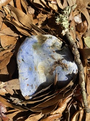 Lactarius indigo