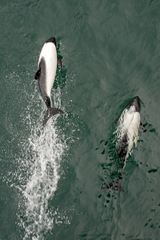 Cephalorhynchus commersonii