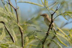 Polystictus pectoralis