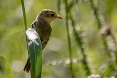 Polystictus pectoralis