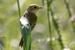 Polystictus pectoralis
