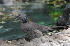 Streptopelia chinensis