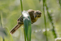 Polystictus pectoralis