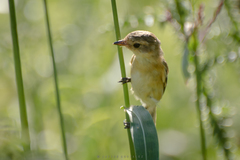 Polystictus pectoralis