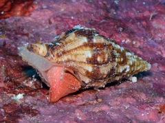 Latirus maculatus