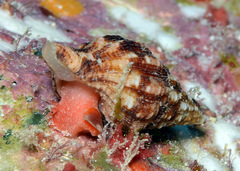Latirus maculatus