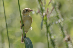 Polystictus pectoralis