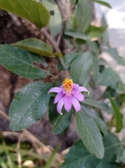 Grewia
