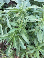 Monarda citriodora