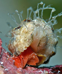 Latirus maculatus