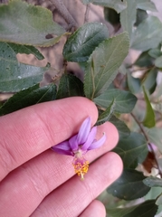 Grewia