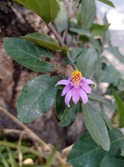 Grewia