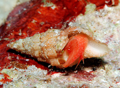 Latirus maculatus