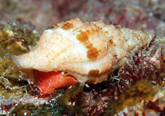 Latirus maculatus