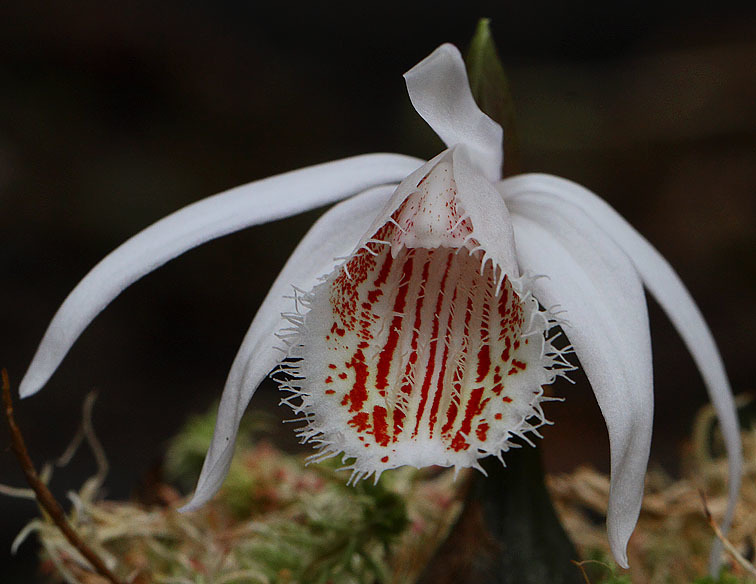 Pleione