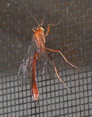 Dicamptus fuscicornis