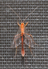 Dicamptus fuscicornis