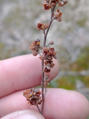 Crocanthemum propinquum
