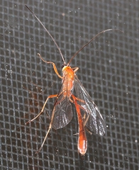 Dicamptus fuscicornis