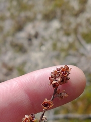 Crocanthemum propinquum