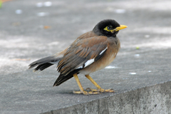 Acridotheres tristis