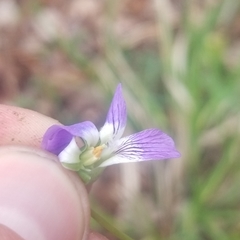 Viola affinis