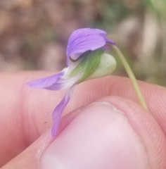 Viola affinis