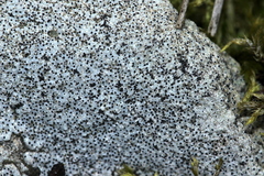 Bagliettoa baldensis