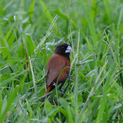 Lonchura atricapilla