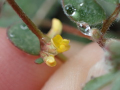 Acmispon micranthus